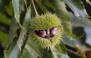American chestnut burs