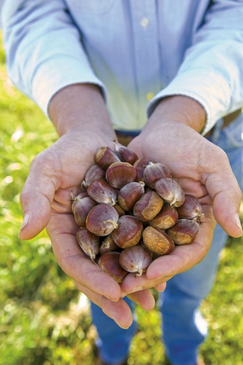 chestnut seeds