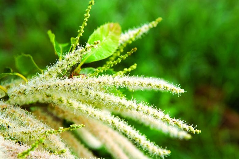 Meadowview Research Farm, Meadowview, VA The American Chestnut Foundation