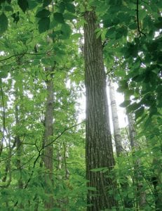 healthy chestnut trees
