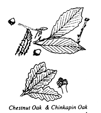 chestnutoakchinkapinoak