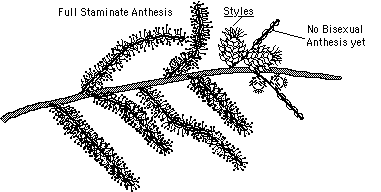 Fig. 3. A single flowering chestnut branch with male flowers in full bloom. Time to pollinate.