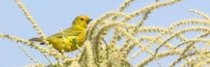 Yellow Warbler perched high in an American chestnut during flowering season