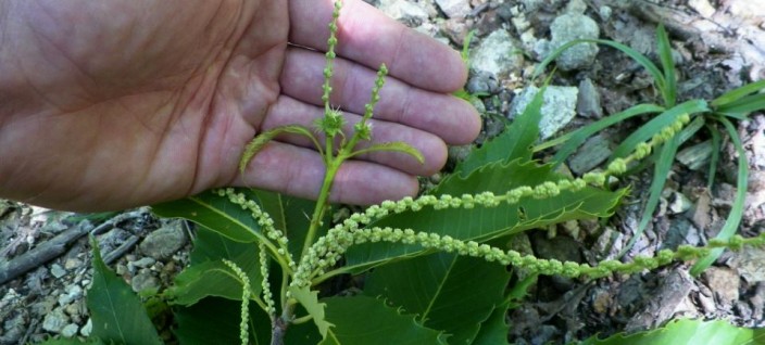 Central VA Branch Pollinating Season Field Trip