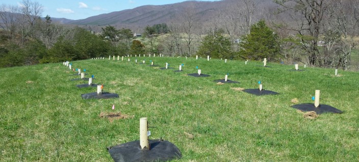 Seed Planting at Catawba