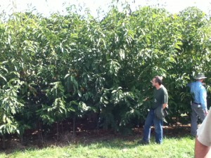 Chestnuts Come to Indiana State Forests