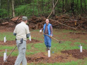 Orchard Landowner Rod Walker (right) and a volunteer tend seedlings at Middle Mountain Orchard