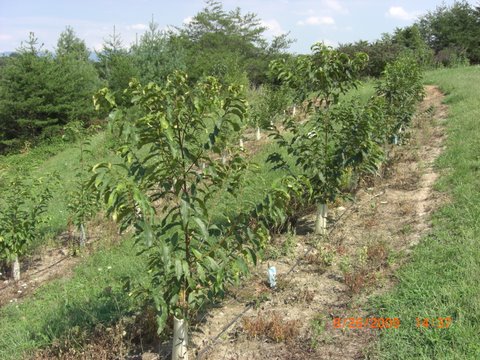 Help Maintain the Sky Meadows Seed Orchard