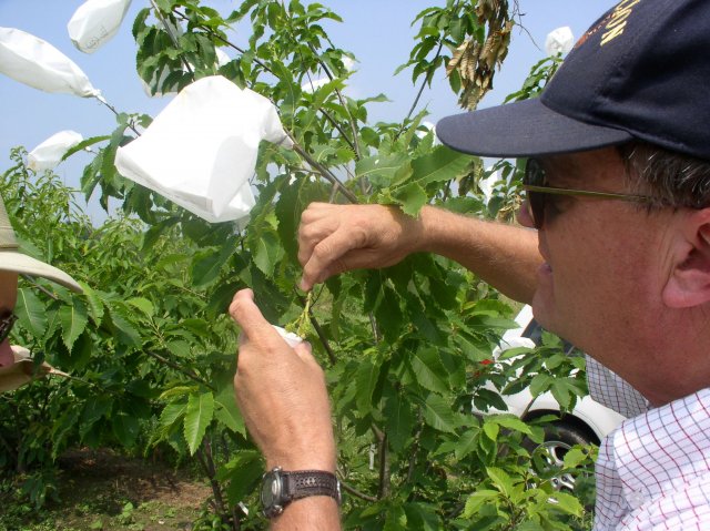 hand pollinating American chestnut tree
