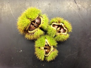 Volunteers Harvest the Future — Nuts and More Nuts!