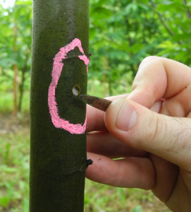 Plantings and Inoculations / Spring Rituals for PA Chapter Volunteers