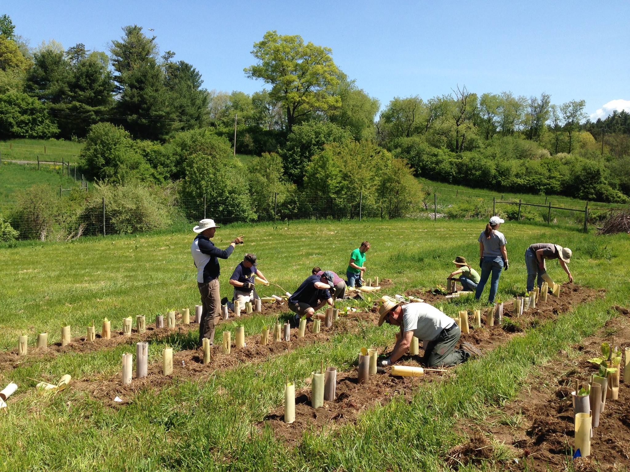 Volunteers Plant 2,250 Chestnut Seedlings @ the Arboretum at Penn State