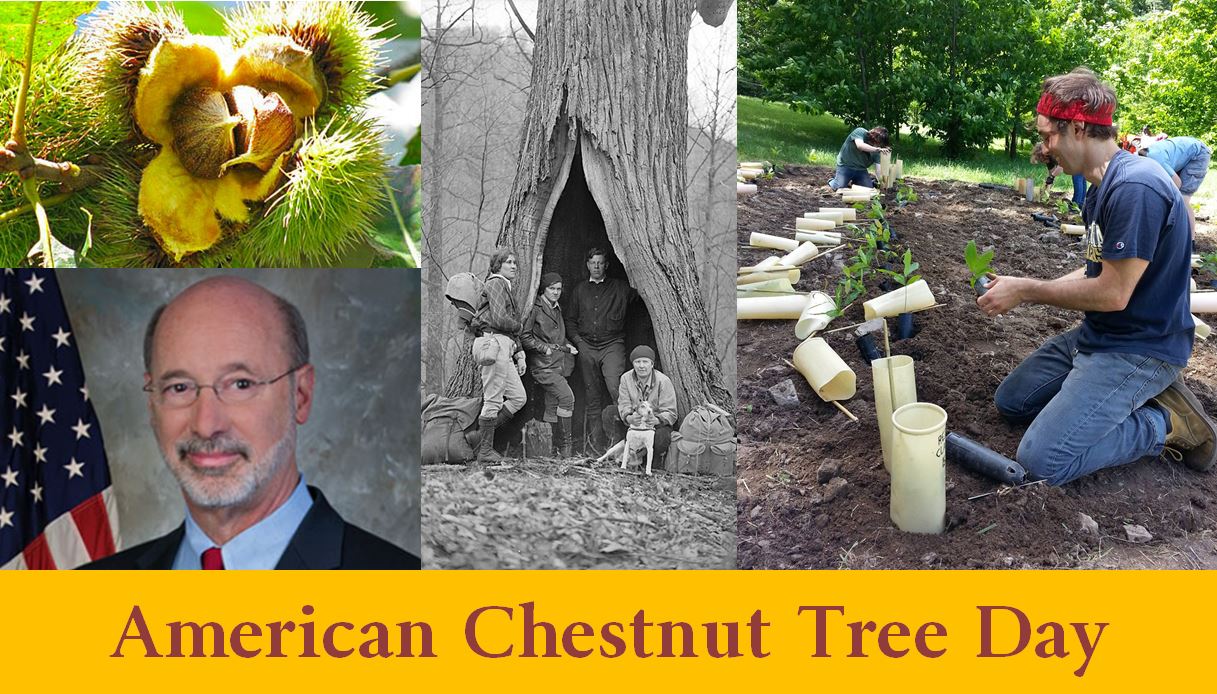 Governor Thomas Wolf proclaims — American Chestnut Tree Day in the Commonwealth // October 24th