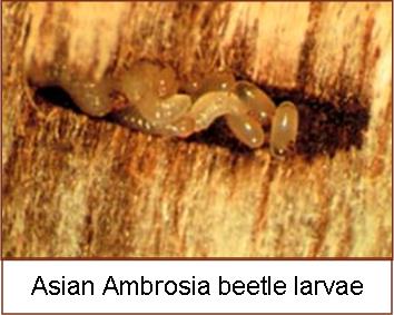 Asian Ambrosia Beetle Monitors Sought