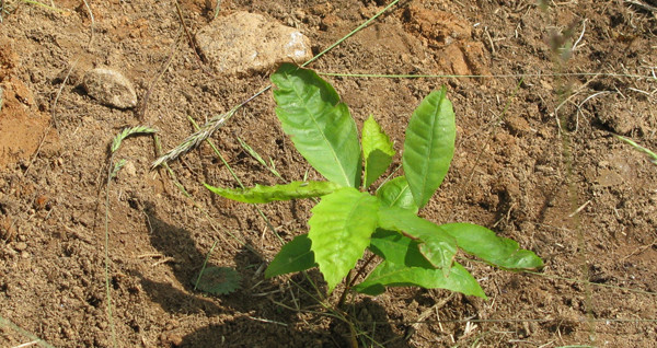 Successful Blue Ridge Heritage Planting – May 28