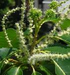 2013 VA Controlled Pollination