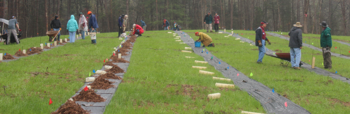 Orchard Planting at The Ranch in Culpeper, Virginia