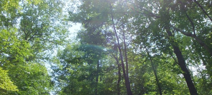 Wild Surviving Chestnut Found in Prince William Forest Park
