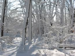Holiday Shopping Online? — Help restore the American chestnut with each dollar you spend.