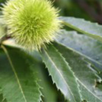 American chestnut leaves and bur on tree