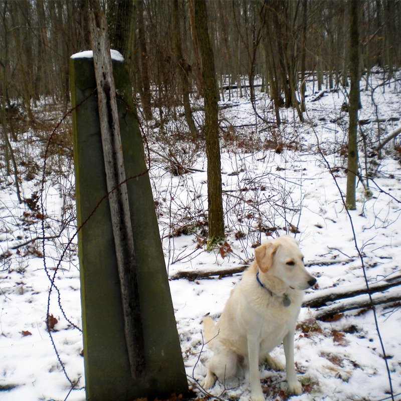 An American chestnut 2x4 is bolted onto the stone post. Chrissy, John's walking companion poses by the fence.