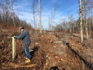 Some seedlings get deer cages, some get tall tree tubes, and some are left unprotected.