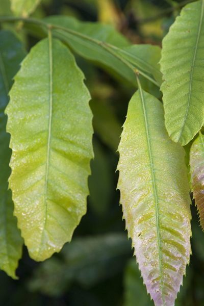 American chestnut leaves, Meadowview Research Farms, VA