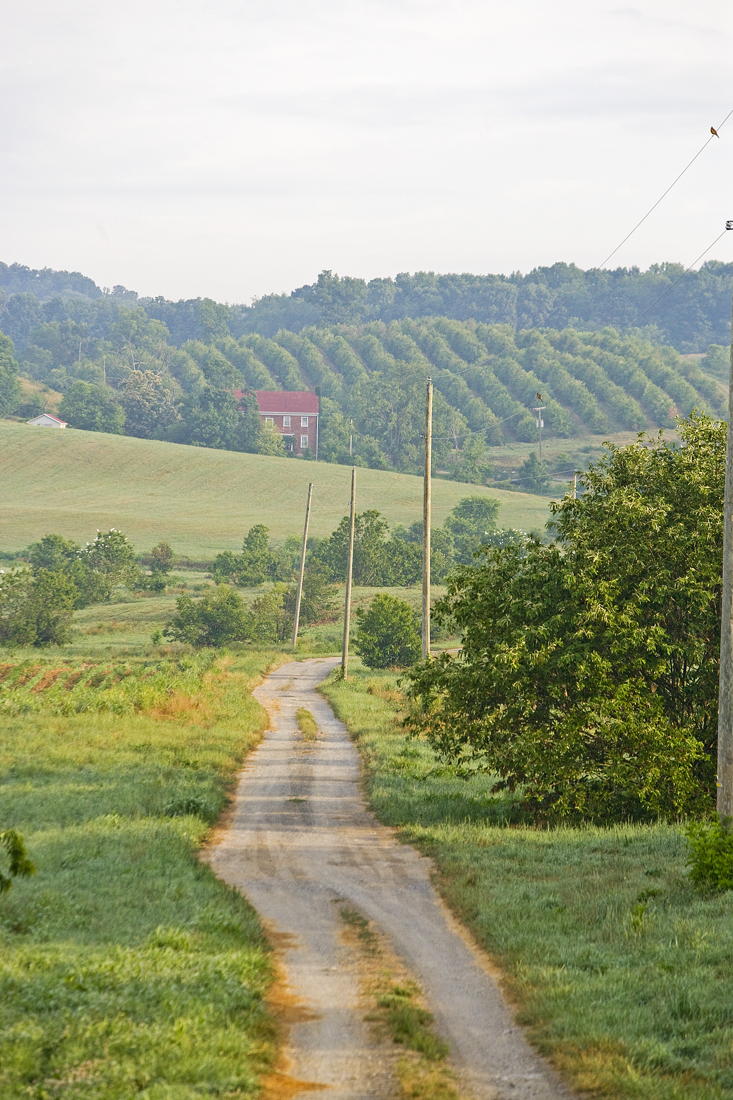 Chestnut Research Orchards, Meadowview Research Farms, VA