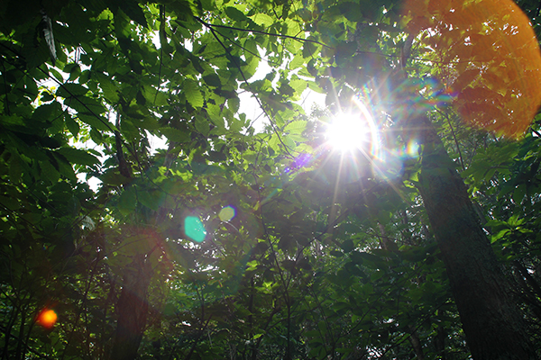 Genome Sequencing Could Save American Chestnuts