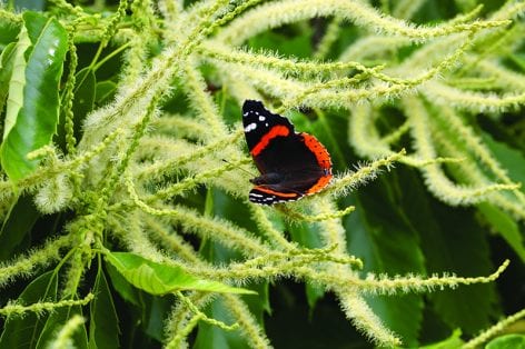 Butterfly on catkin