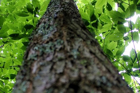 Health chestnut tree trunk in forest