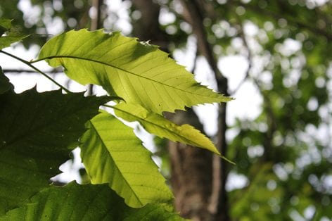 Sunlit chestnut leaves