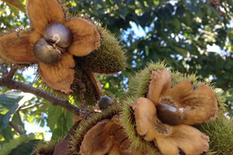 Open chestnut burs with nuts.
