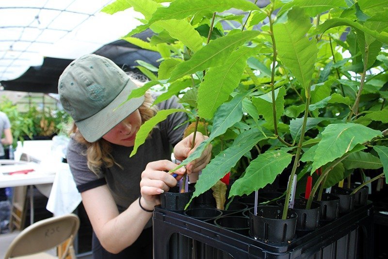 american chestnut seedlings in greenhouse