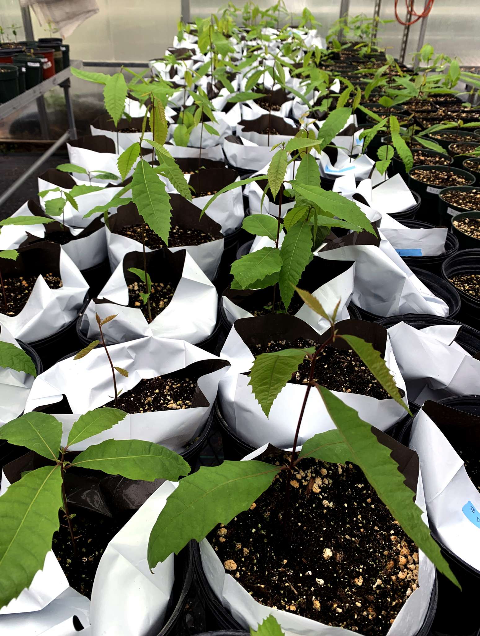 Chestnut seedlings in the West Virginia University greenhouse