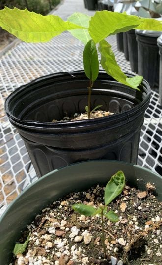 Disparity in height after 2 months