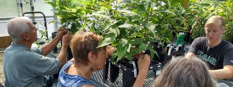 Performing Small Stem Assays at Meadowview Research Farms