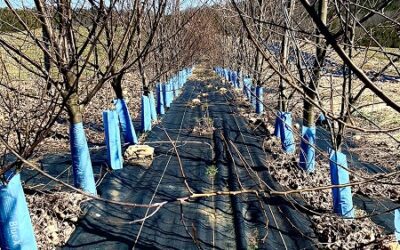 More Chestnut Seedlings for the Roy Richards Seed Orchard!