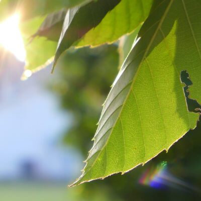 American Chestnut Tree