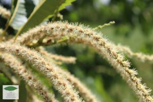 Catkins on a hybrid American chestnut at Meadoview Research Farms