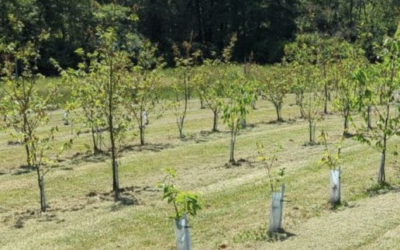 Beltsville orchard appeal