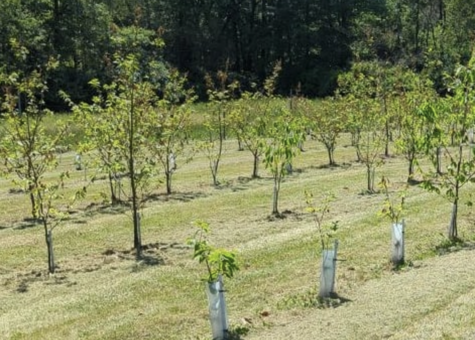 Beltsville orchard appeal