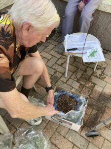 Jack replanting his seedling