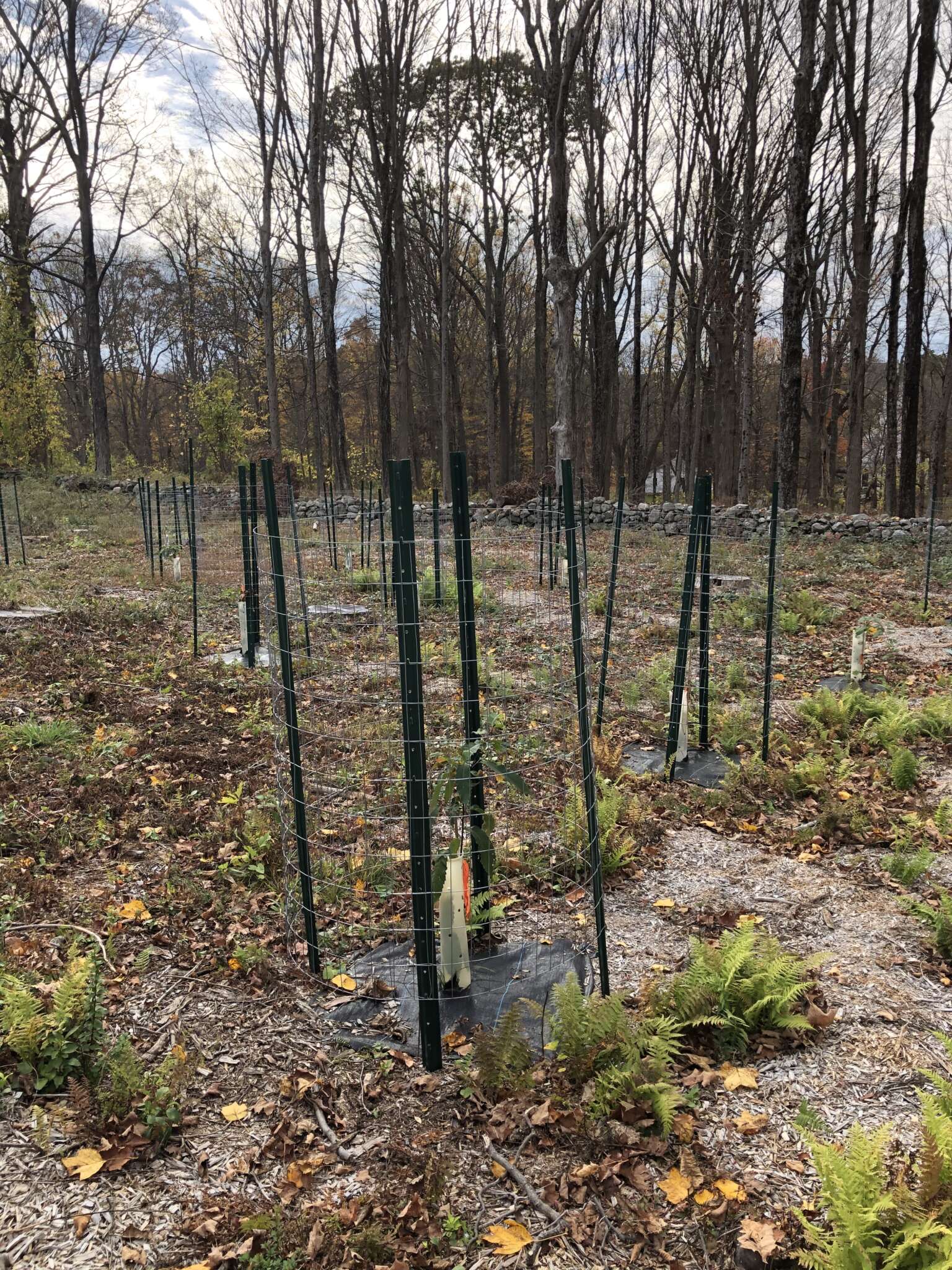 Germplasm Conservation Orchard