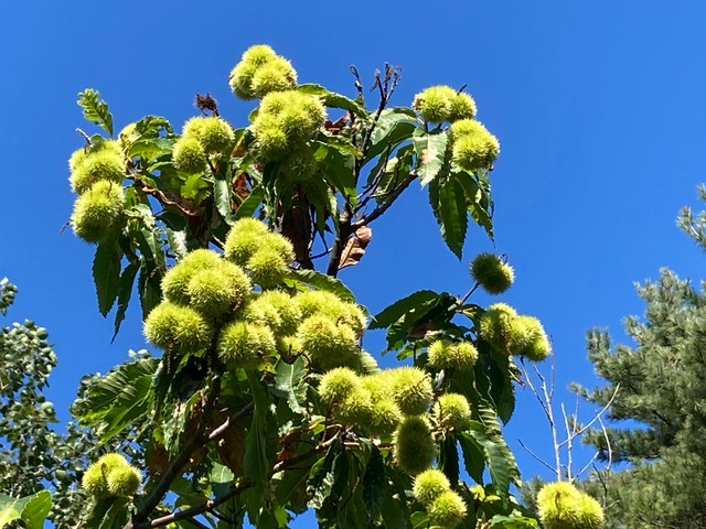 ME- and VT/NH-TACF Chapters Collaborate to Advance Chestnut Restoration