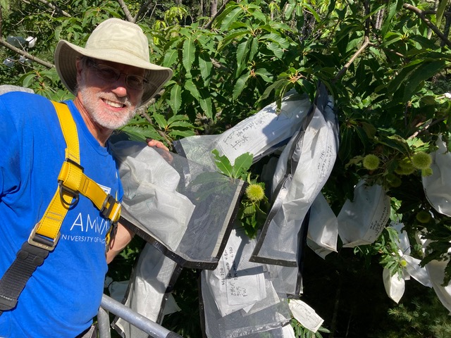 ME and VT/NH Chapters coordinate to advance chestnut restoration!