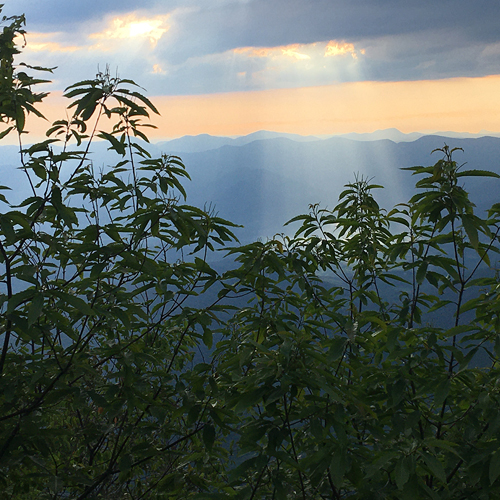 TACF’s 2022 American Chestnut Photo Contest Featured Image