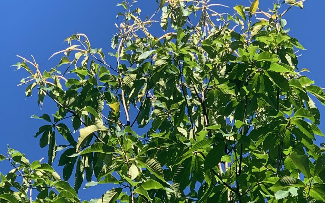 Many Miles Completed in Search for wild, full American Chestnuts Across Kentucky