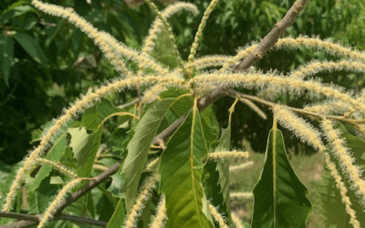 Using Pollen from Land Between The Lakes