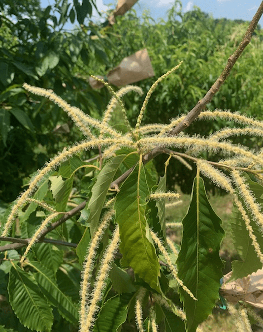 Using Pollen from Land Between The Lakes